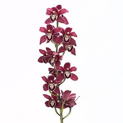 CYMBIDIUM ORCHID VALLEY OF FIRE