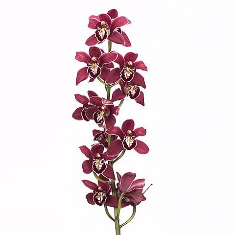 CYMBIDIUM ORCHID VALLEY OF FIRE