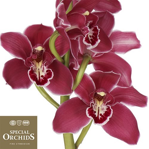 CYMBIDIUM ORCHID VALLEY OF FIRE