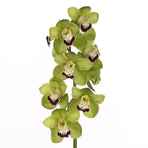CYMBIDIUM ORCHID VALLEY ZENITH MOKORUA