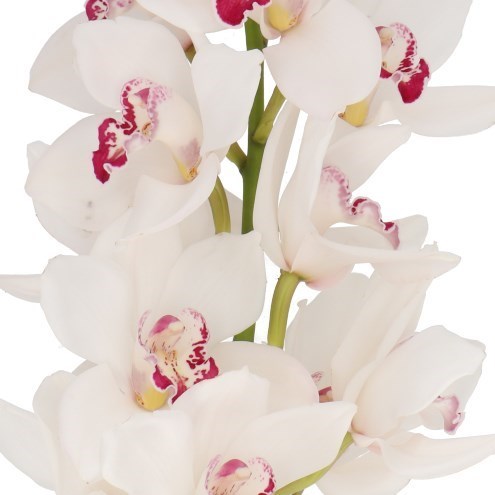 CYMBIDIUM ORCHID VENEZIA