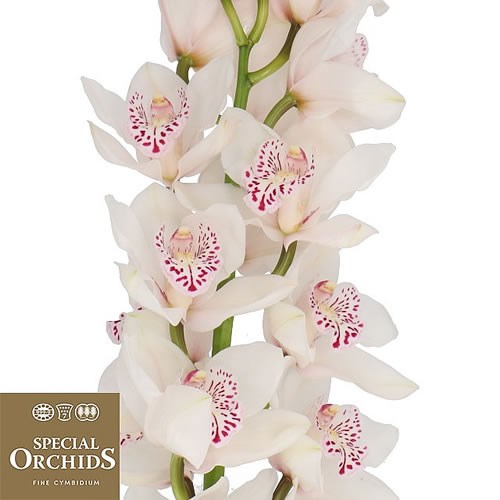 CYMBIDIUM ORCHID VENEZIA (GROWER PACK)