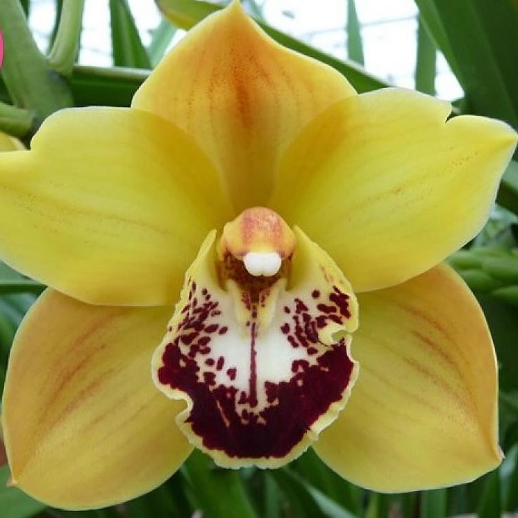CYMBIDIUM ORCHID VERA