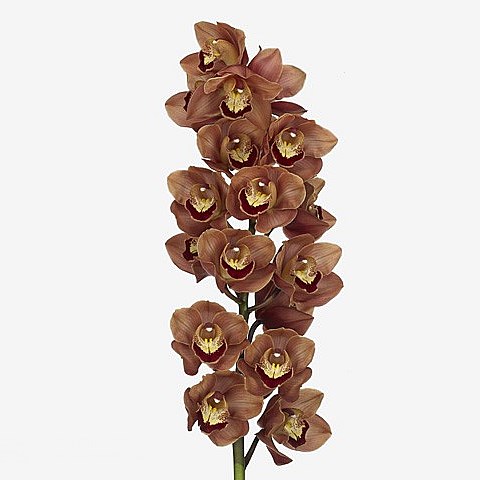 CYMBIDIUM ORCHID VICTORIA