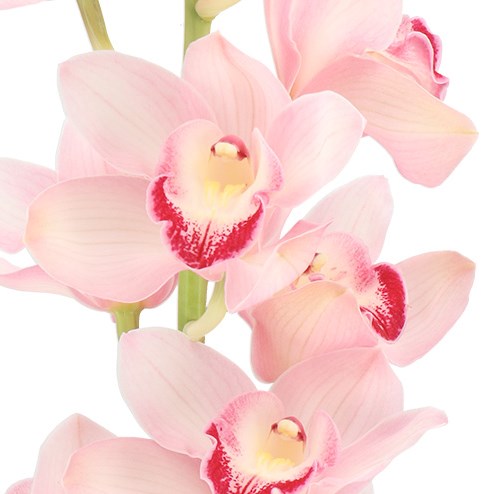 CYMBIDIUM ORCHID VIVIEN (GROWER PACK)