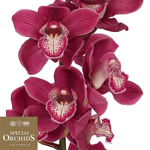 CYMBIDIUM ORCHID VULCAN