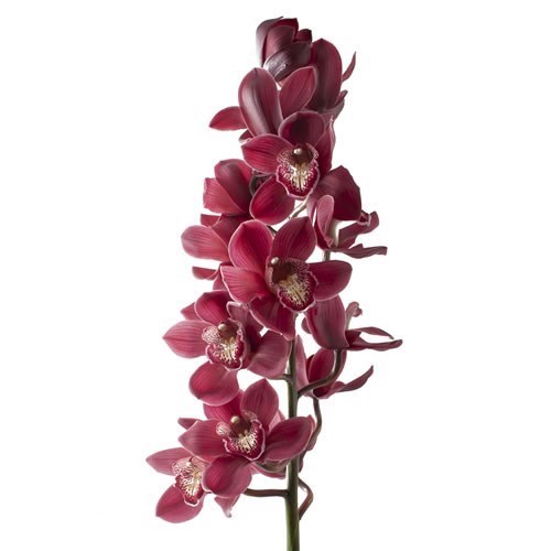 CYMBIDIUM ORCHID VULCANO
