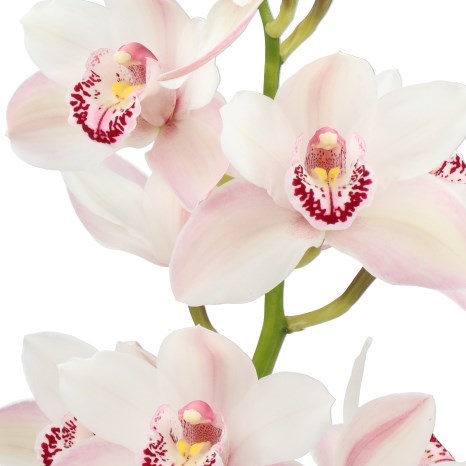 CYMBIDIUM ORCHID WESTERRAN ROSE