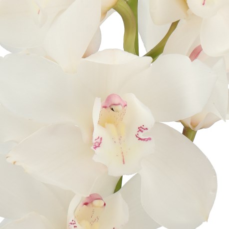 CYMBIDIUM ORCHID WINTERBIRD EARLY WHITE