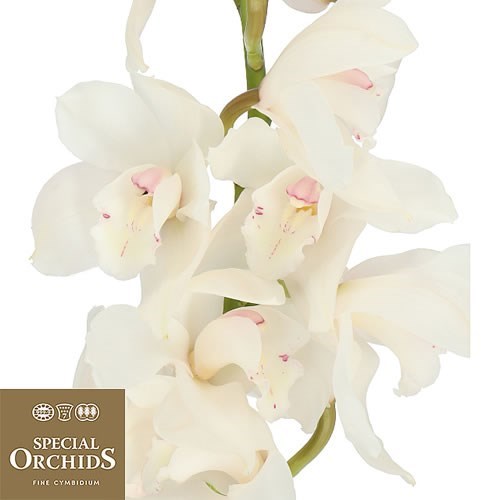 CYMBIDIUM ORCHID WINTERBIRD (GROWER PACK)