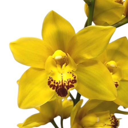 CYMBIDIUM ORCHID WISHFLOR