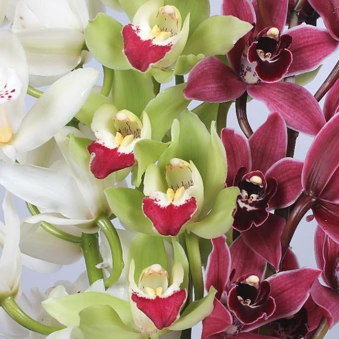 CYMBIDIUM ORCHID XMAS MIX