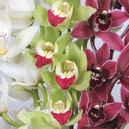 CYMBIDIUM ORCHID XMAS MIX