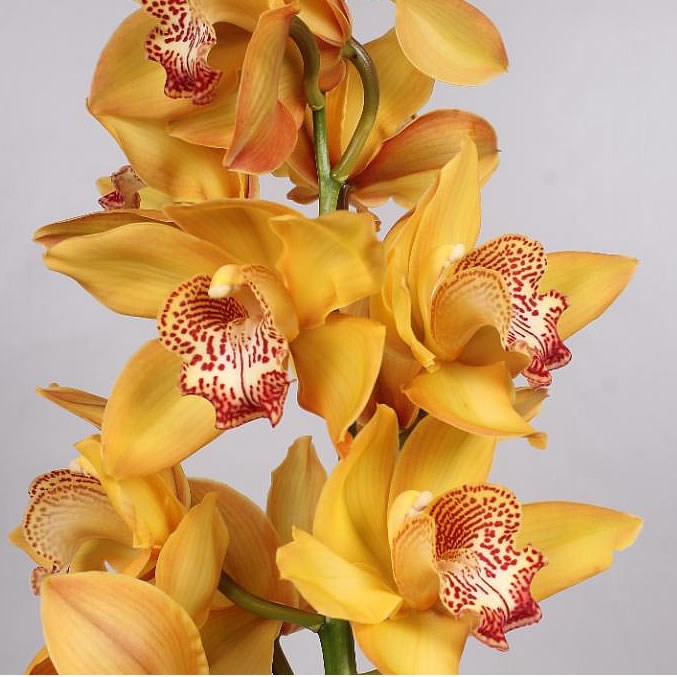 CYMBIDIUM ORCHID YELLOW RIVER