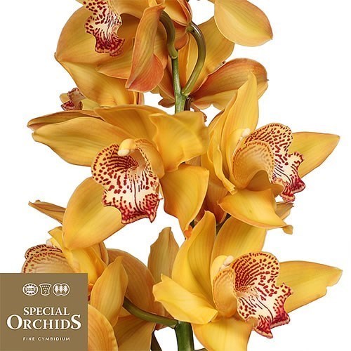 CYMBIDIUM ORCHID YELLOW RIVER
