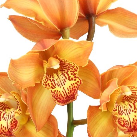 CYMBIDIUM ORCHID YELLOW RIVER COGNAC