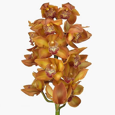 CYMBIDIUM ORCHID YELLOW RIVER COGNAC
