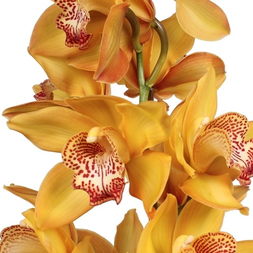CYMBIDIUM ORCHID YELLOW RIVER ESTHER