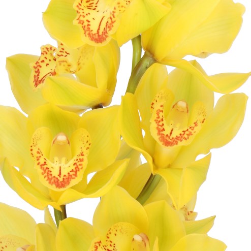 CYMBIDIUM ORCHID YELLOW RIVER GOLDEN TREASURE