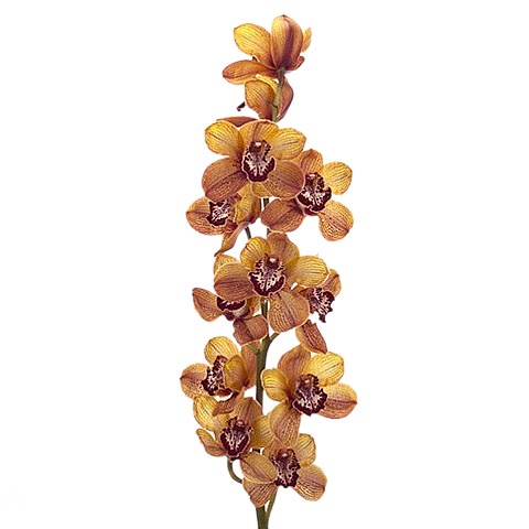 CYMBIDIUM ORCHID YOGI BEAR