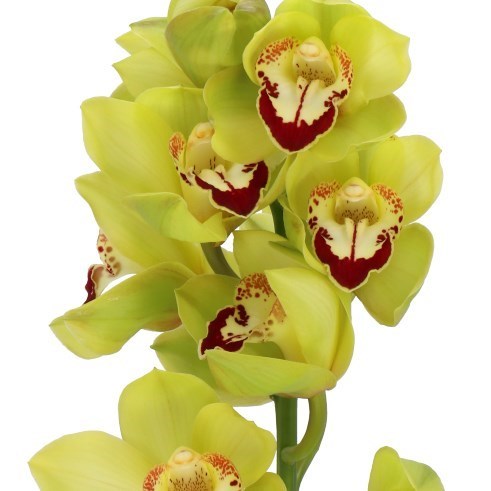 CYMBIDIUM ORCHID YONINA