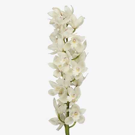 CYMBIDIUM ORCHID POMPEI