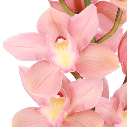 CYMBIDIUM SALMON DELIGHT