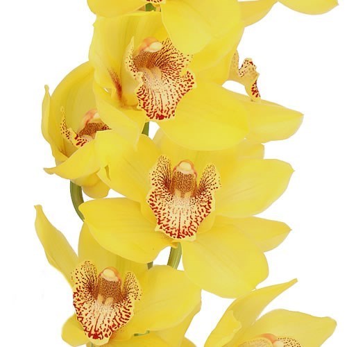 CYMBIDIUM ORCHID OAKLEY