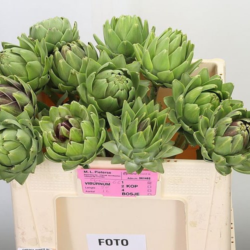CYNARA GREEN GLOBE