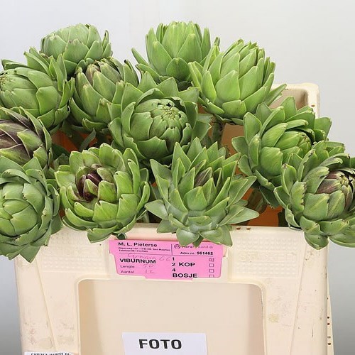 CYNARA GREEN GLOBE