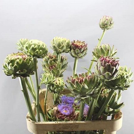 CYNARA GREEN LAON