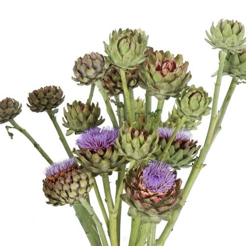 CYNARA VAN LAON (ARTICHOKES)