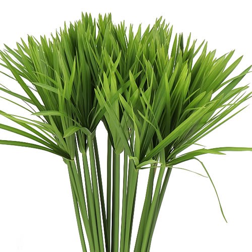 CYPERUS ALTERNIFOLIUS