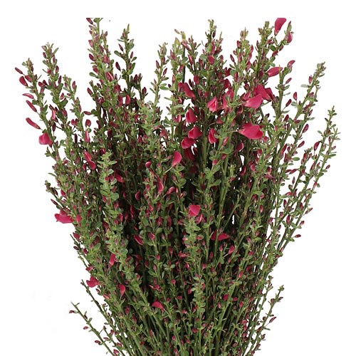 CYTISUS BOSKOOP RUBY