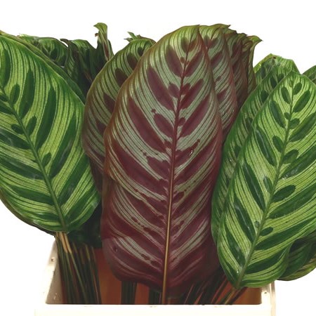 Calathea Makoyana