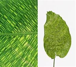 Calathea Network