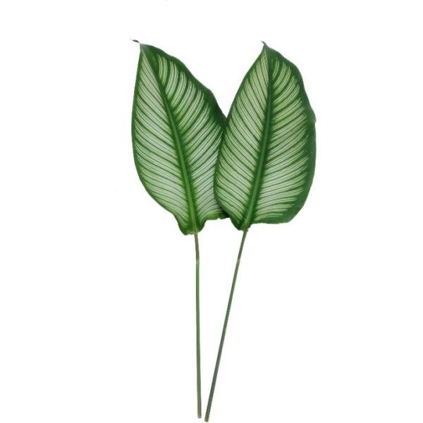 Calathea White Star
