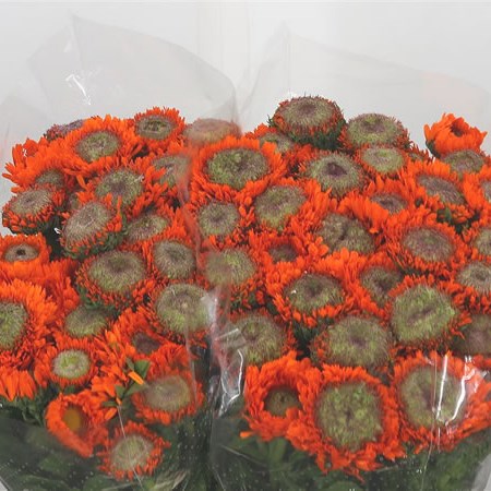 Calendula Orange