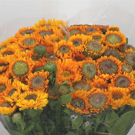 Calendula Yellow