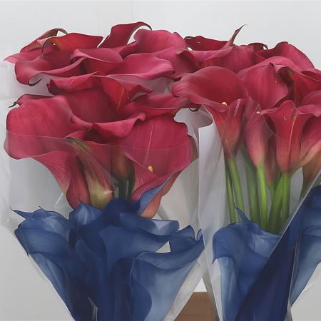 Calla Lily Captain Hollywood