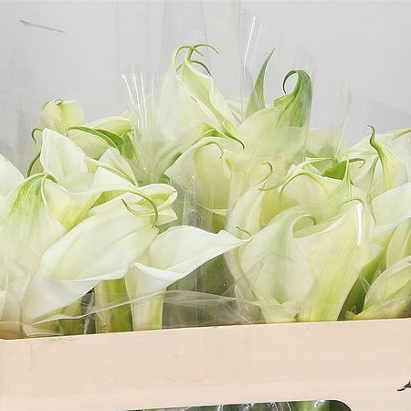 Calla Lily Aethiopica