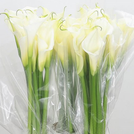 Calla Lily Aethiopica
