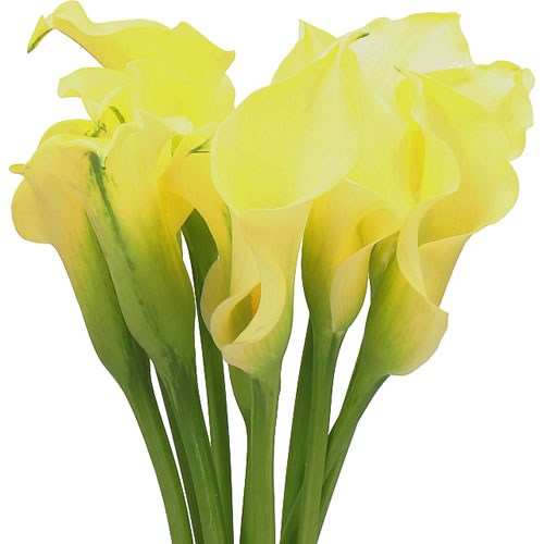 Calla Lily Alice Springs