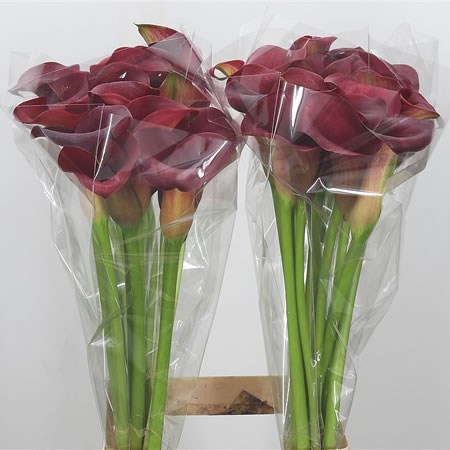 Calla Lily All Intenzz