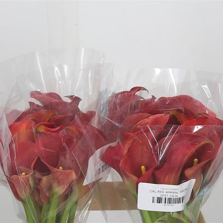 Calla Lily Aranal