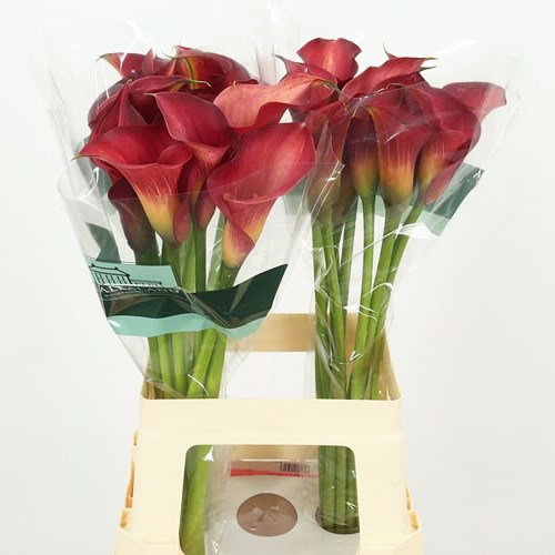 Calla Lily Aruna