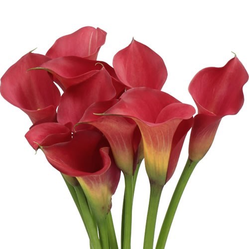Calla Lily Aruna