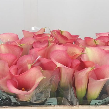 Calla Lily Auckland