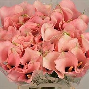Calla Lily Auckland