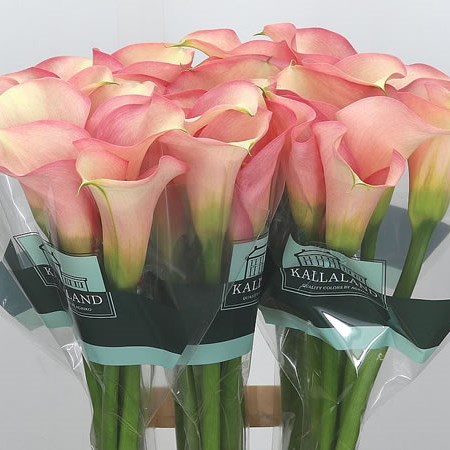 Calla Lily Auckland